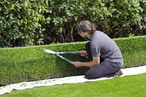 box-hedge-topiary-869073_960_720-1
