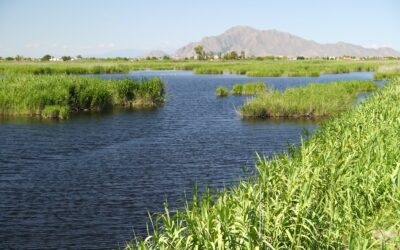 Ruta ornitològica per l’horta de Dolores i el Parc Natural d’El Fondo