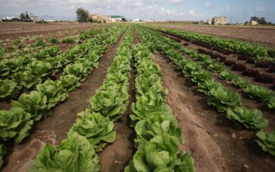 AYUDAS PARA LAS ORGANIZACIONES DE PRODUCTORES DE FRUTAS Y HORTALIZAS