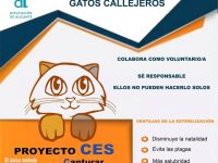 Ayuntamiento y Diputación colaboran en la esterilización de gatos