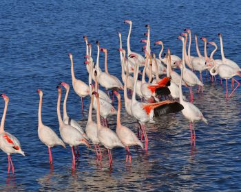 El Ayuntamiento de Dolores celebra el Día Mundial de los Parques Naturales recordando el orgullo de la Vega Baja: El Hondo