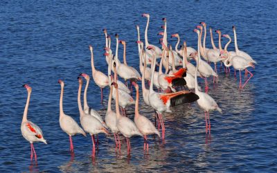 El Ayuntamiento de Dolores celebra el Día Mundial de los Parques Naturales recordando el orgullo de la Vega Baja: El Hondo
