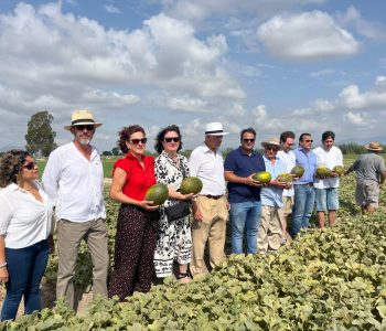 Primer corte de melón de Dolores